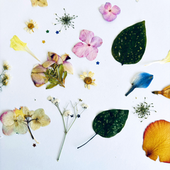 Pack Flores Prensadas