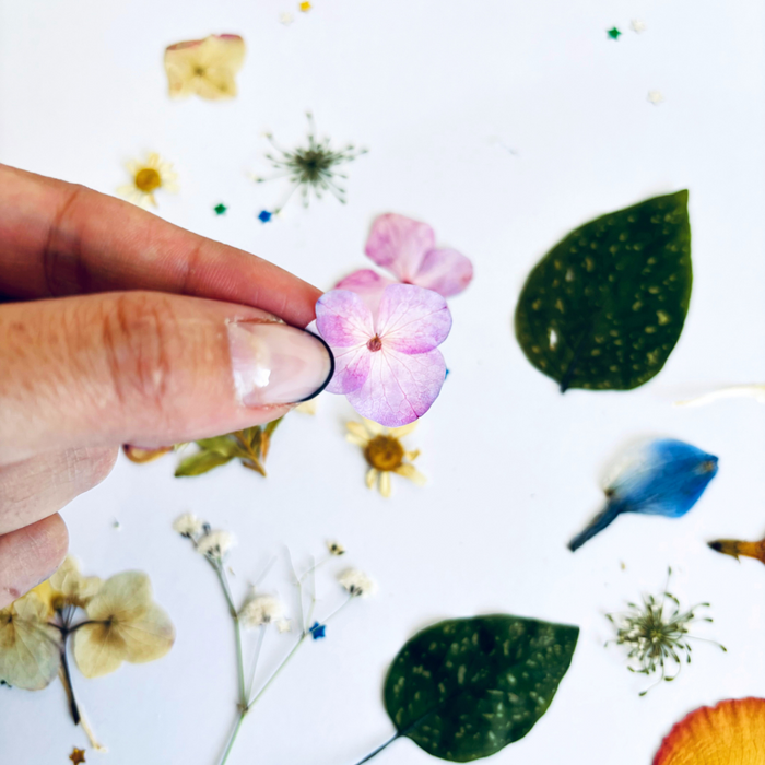 Pack Flores Prensadas